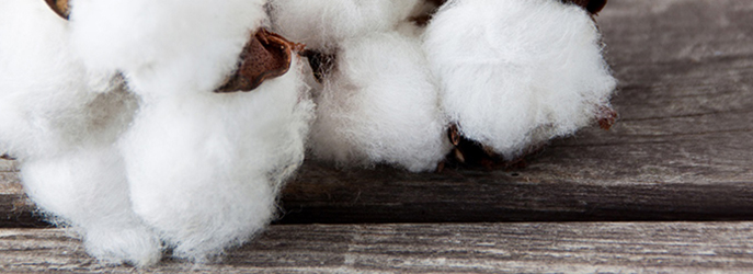Baumwolle – Cotton
